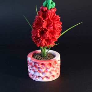 گل سنبل مدل خورشید (3)