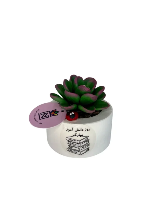 کاکتوس هدیه برای دانش آموزان پسر تصویر شاخص